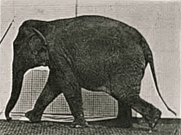 Elephant_walking_still.png